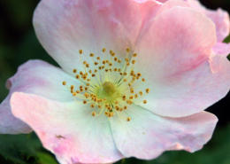 Yggdrasil - Die deutschen Blütenessenzen - Wild Rose